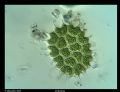 Pediastrum boryanum